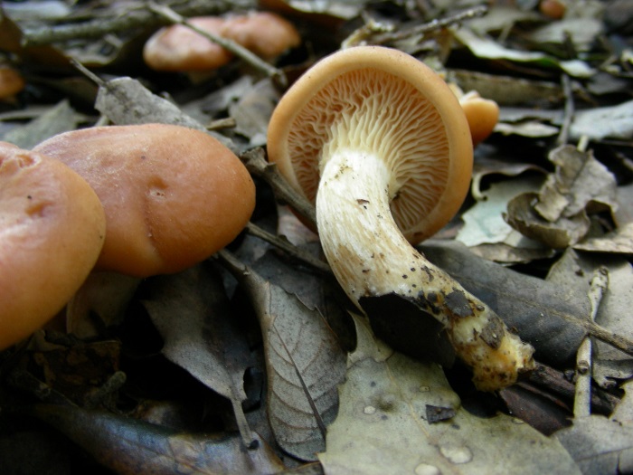 609 Marzo vecchio ritrovamento